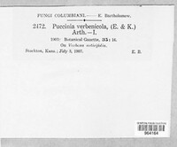 Puccinia verbenicola image